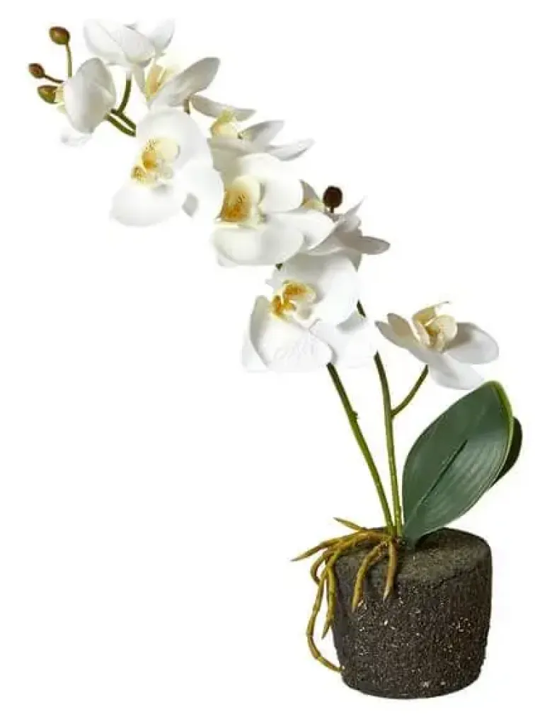 Da'core Orkide moskugle hvid