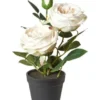 Da'core Rose i potte Hvid