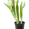 Da'core Tulipaner 3 stk. i potte 25 cm. hvid