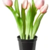 Da'core Tulipaner 5 stk. i potte 25 cm. rosa