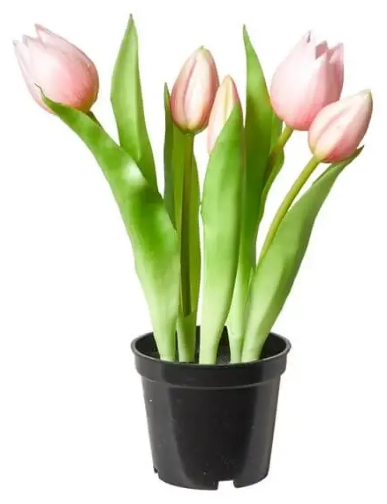 Da'core Tulipaner 5 stk. i potte 25 cm. rosa