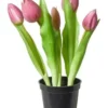 Da'core Tulipaner 5 stk. i potte 25 cm. mørk rosa
