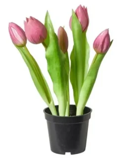Da'core Tulipaner 5 stk. i potte 25 cm. mørk rosa